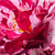 Fioletowo - biały - Róże rabatowe floribunda - New Imagine